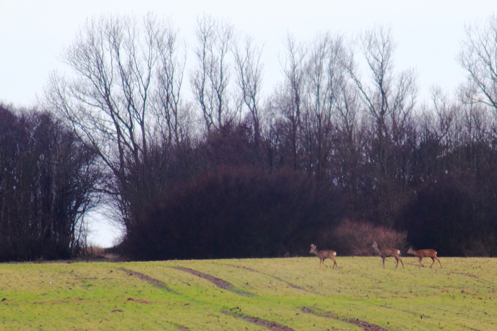 16-02-06 Niehagen 03